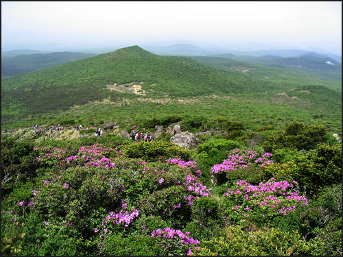 한라산 영실, 철쭉 향연으로 절정을 이뤘습니다. 